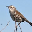 Bewick's Wren